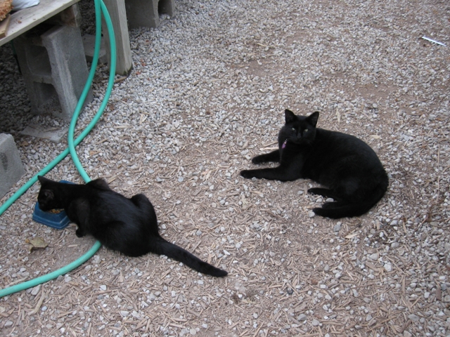 Newcomer Elena eats while Pippin waits his turn.